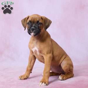 Tammy, Boxer Puppy